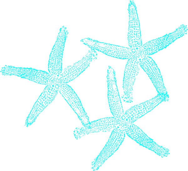 Turquoise Starfish Clipart PNG