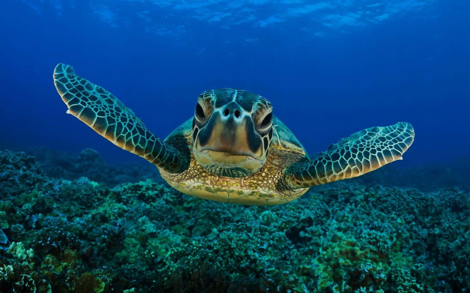 a green turtle swimming over coral reefs
