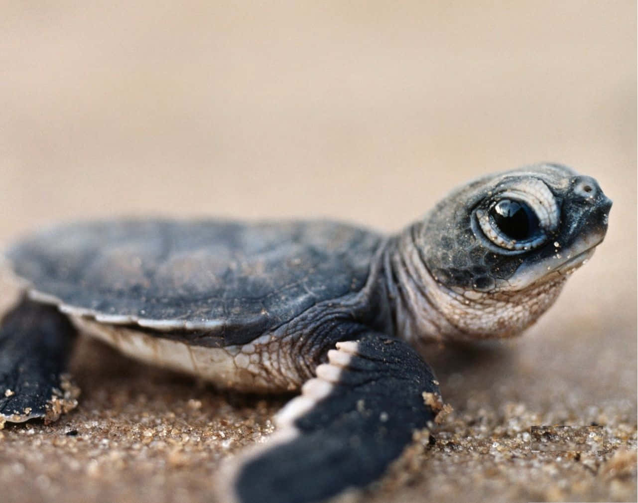 a baby turtle is walking on the sand