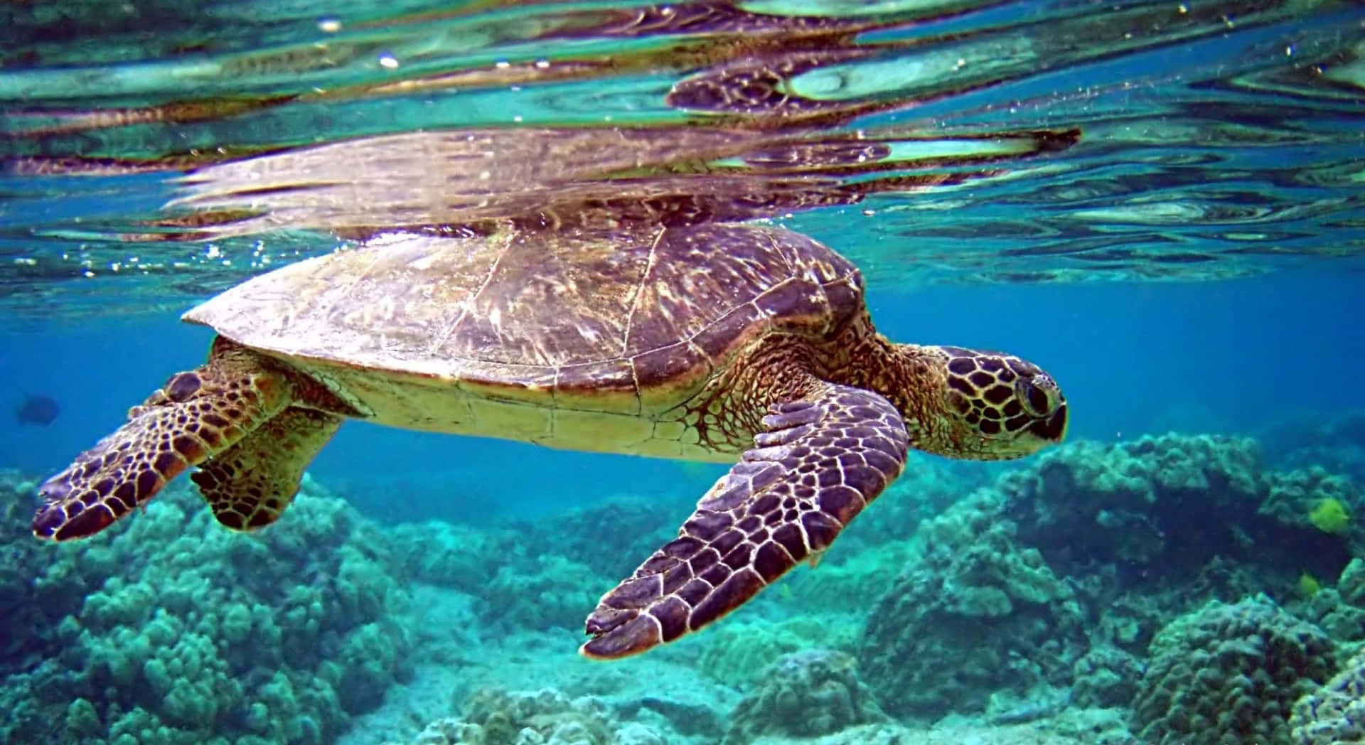 Einegrüne Schildkröte, Die Im Ozean Schwimmt