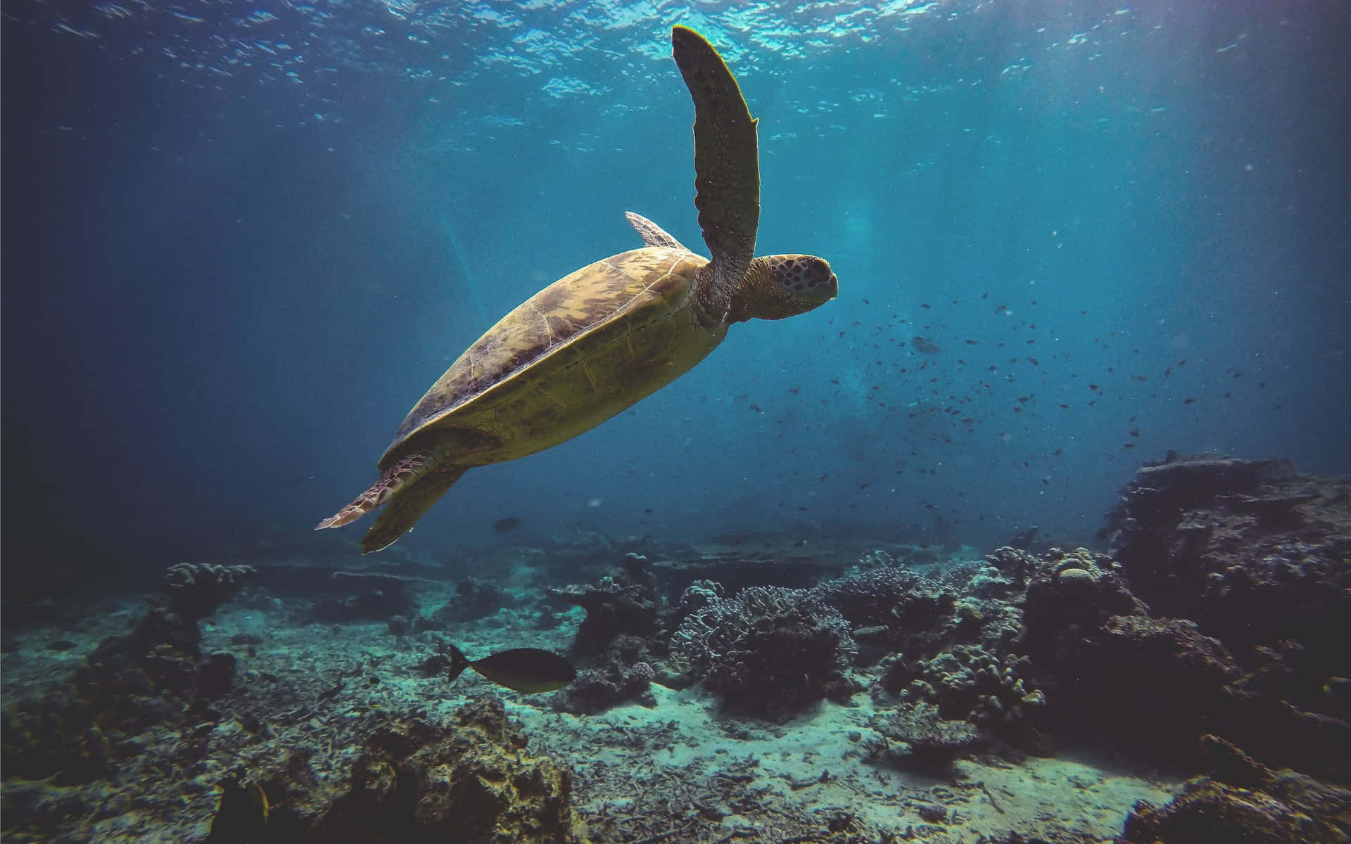 a turtle swimming over coral reefs