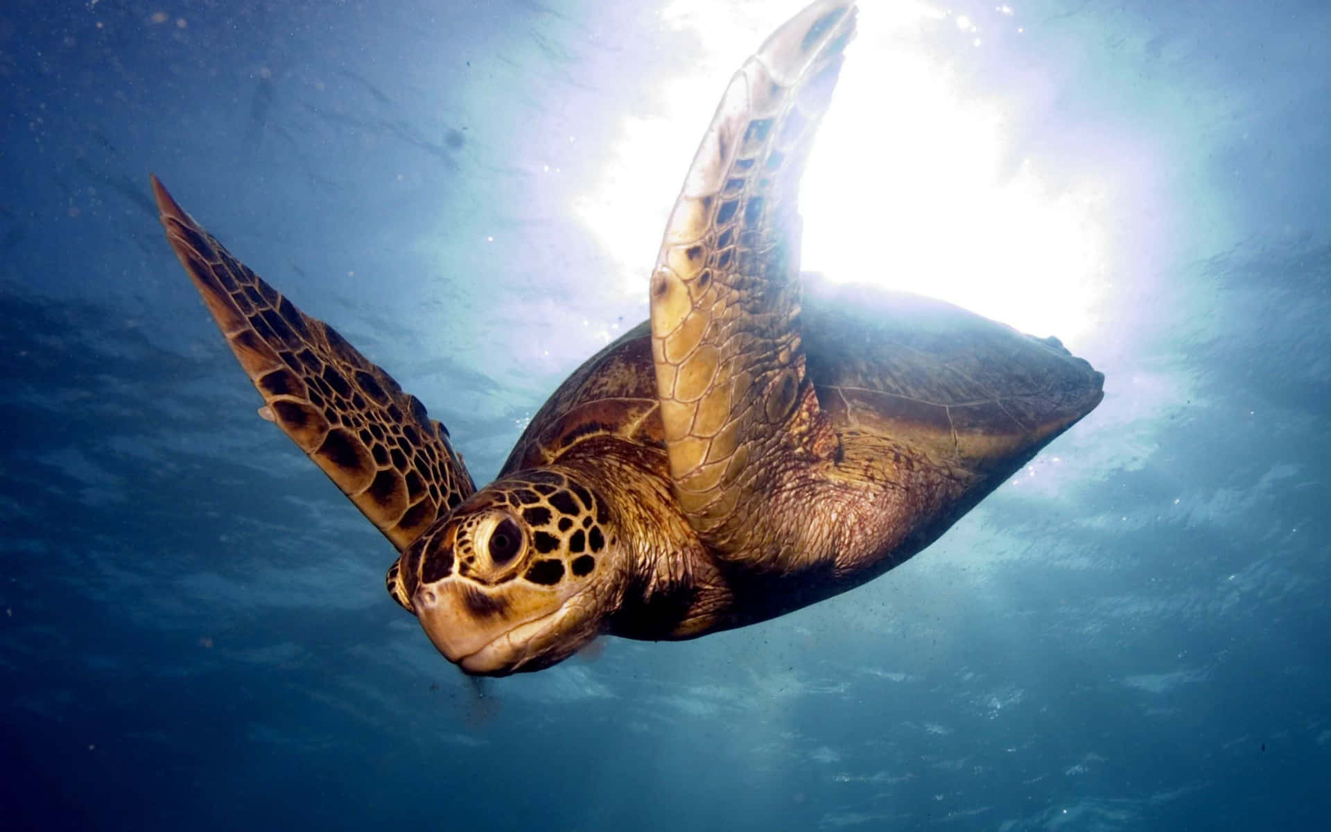 Engrön Sköldpadda Som Simmar I Havet