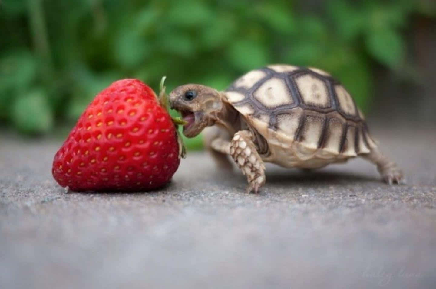 a small tortoise eating a strawberry