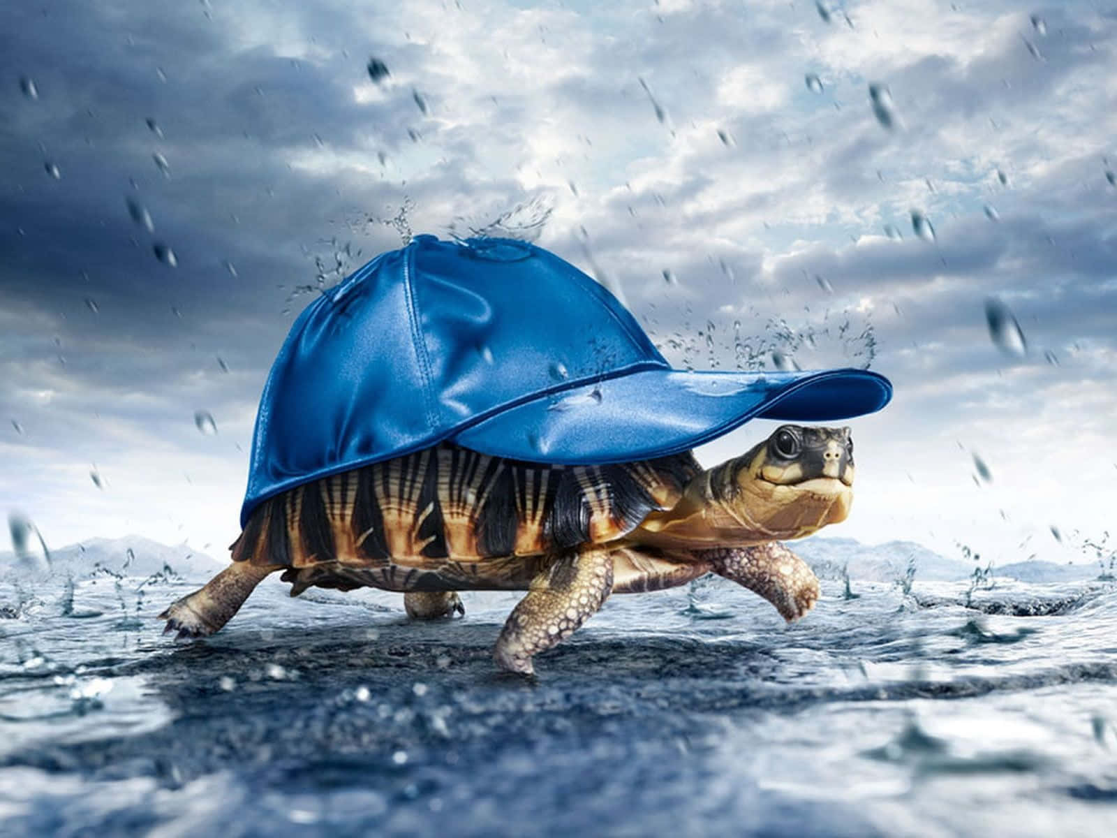 Ensköldpadda I Regn Som Bär En Blå Hatt