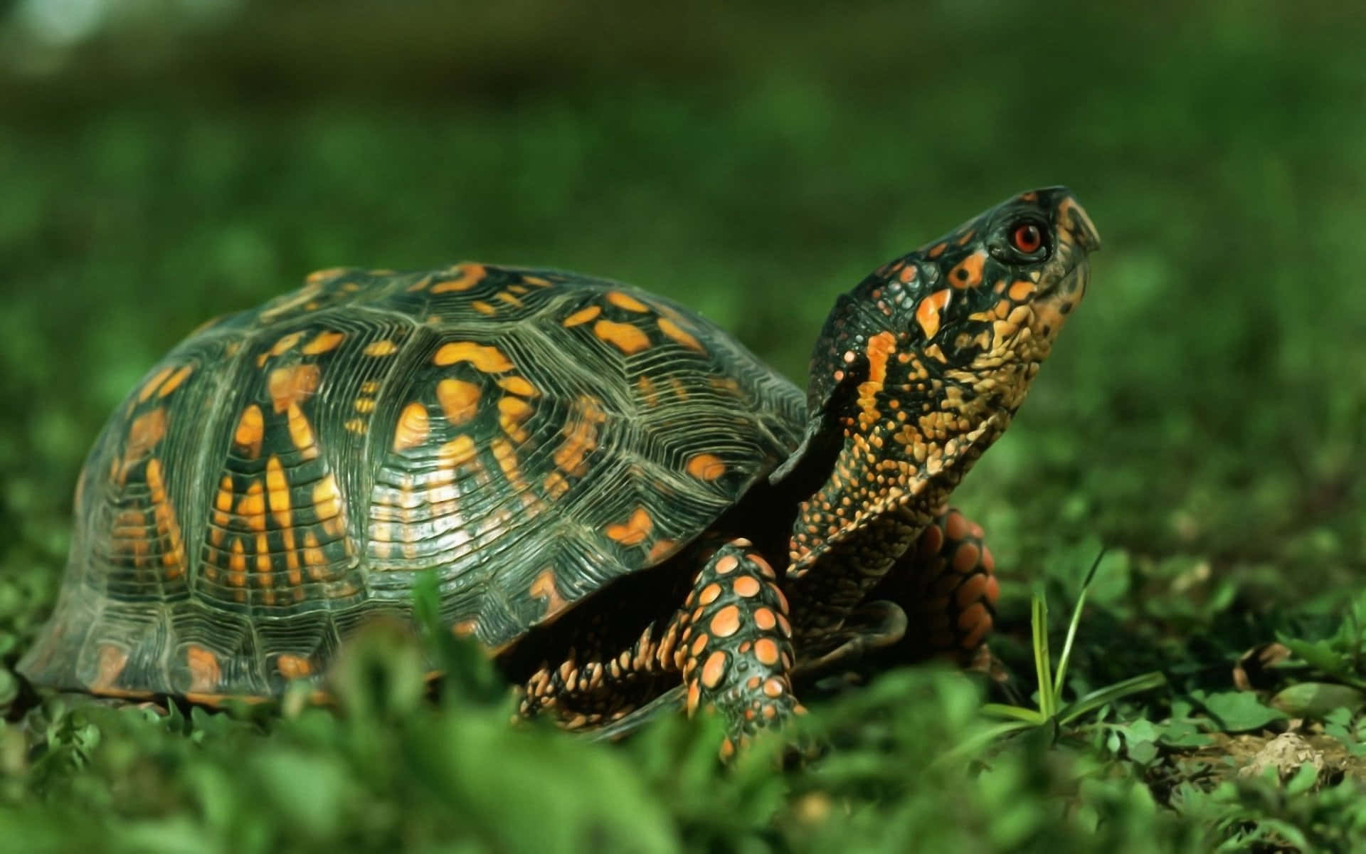 Eineschildkröte Läuft Über Das Gras.