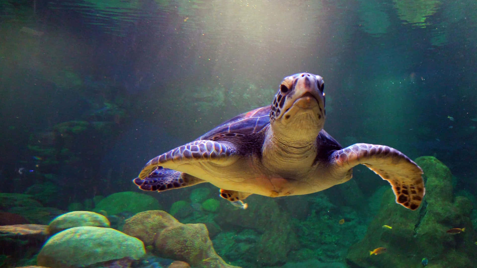 a turtle swimming in an aquarium with rocks and coral