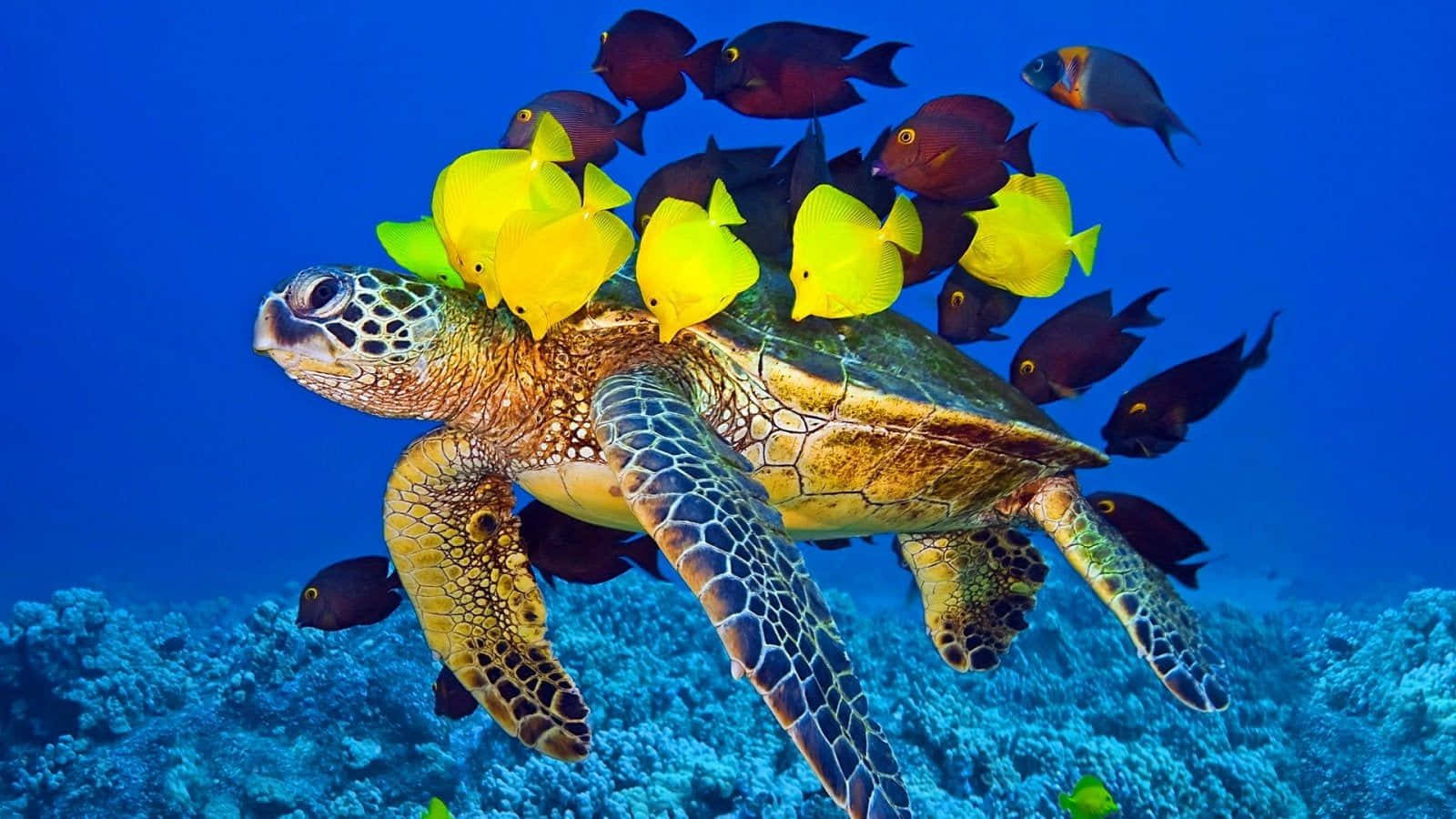 a turtle with fish swimming in the ocean