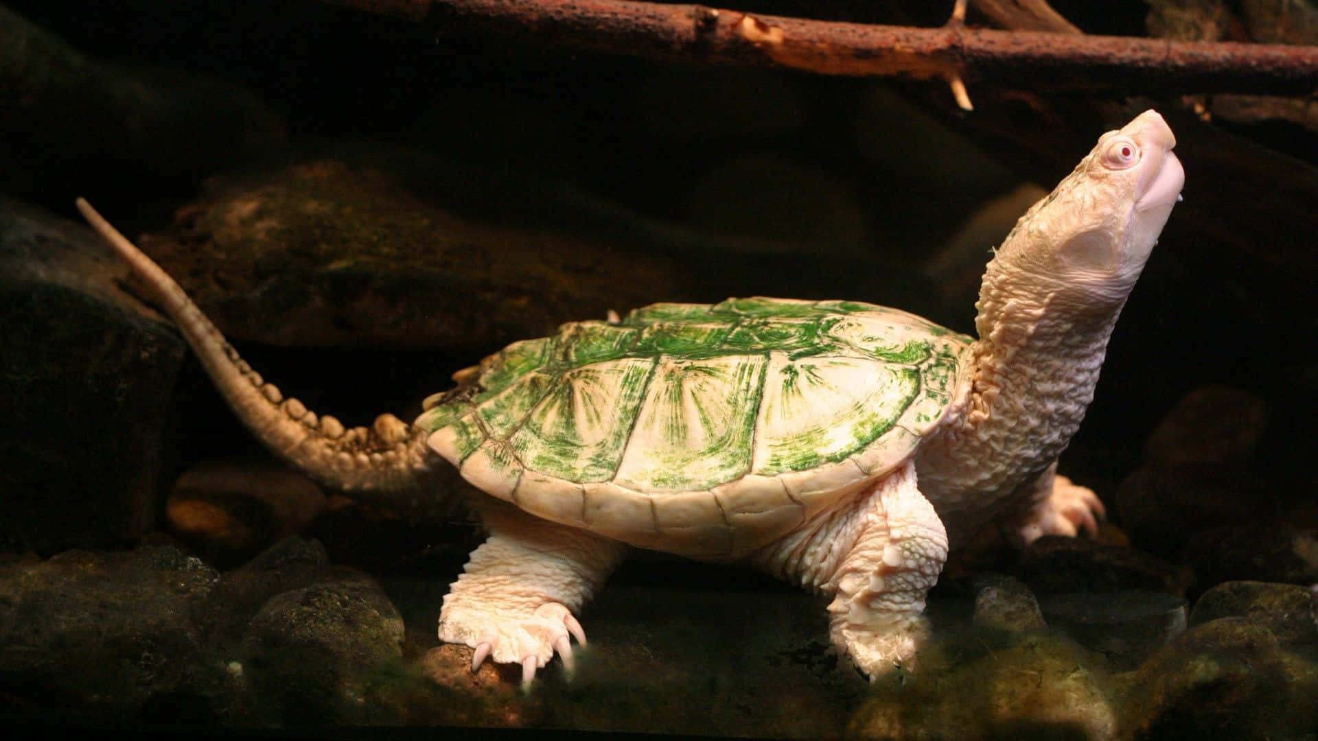 a white turtle is walking in an aquarium