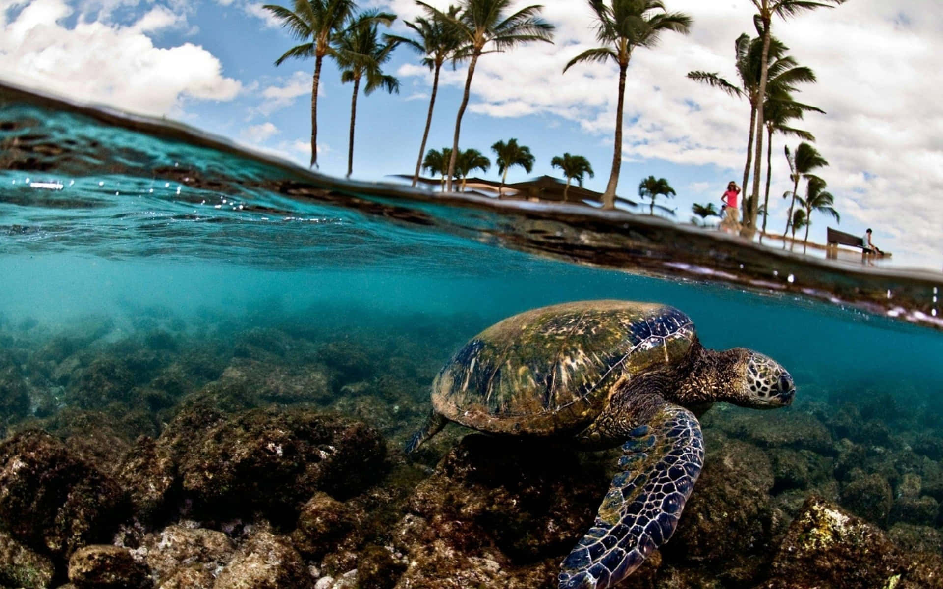 a turtle swimming in the ocean near palm trees
