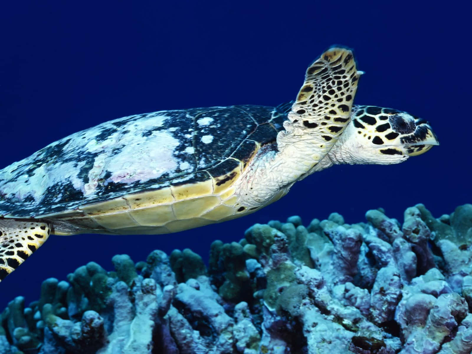 a turtle swimming over corals in the ocean Wallpaper