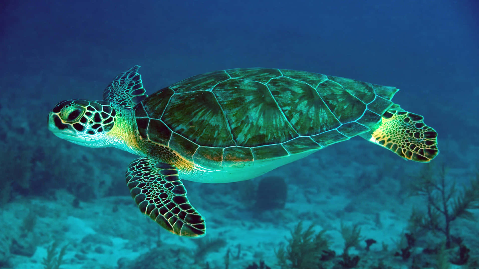 Einegrüne Meeresschildkröte Schwimmt Im Ozean.