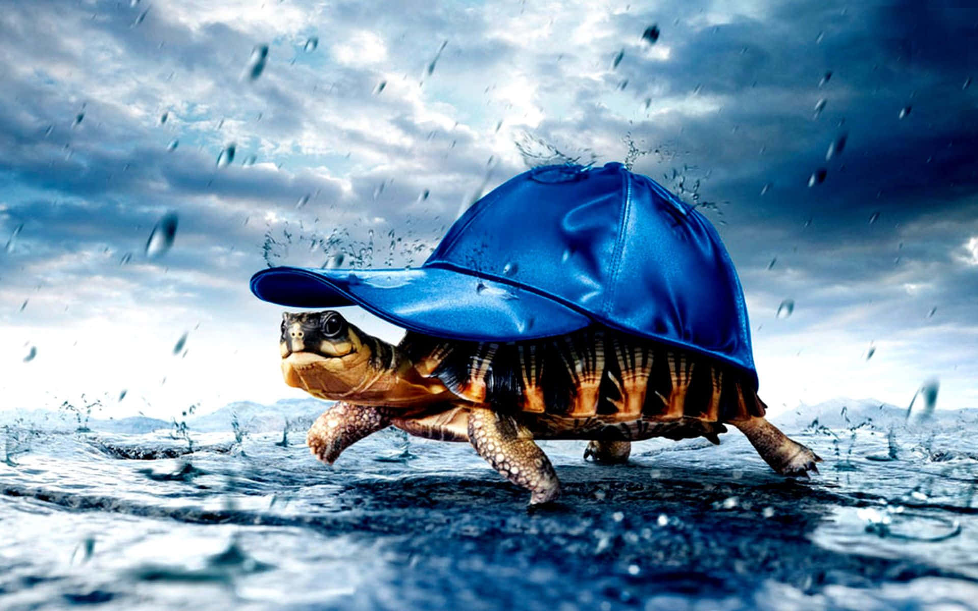 turtle in rain wearing a blue hat