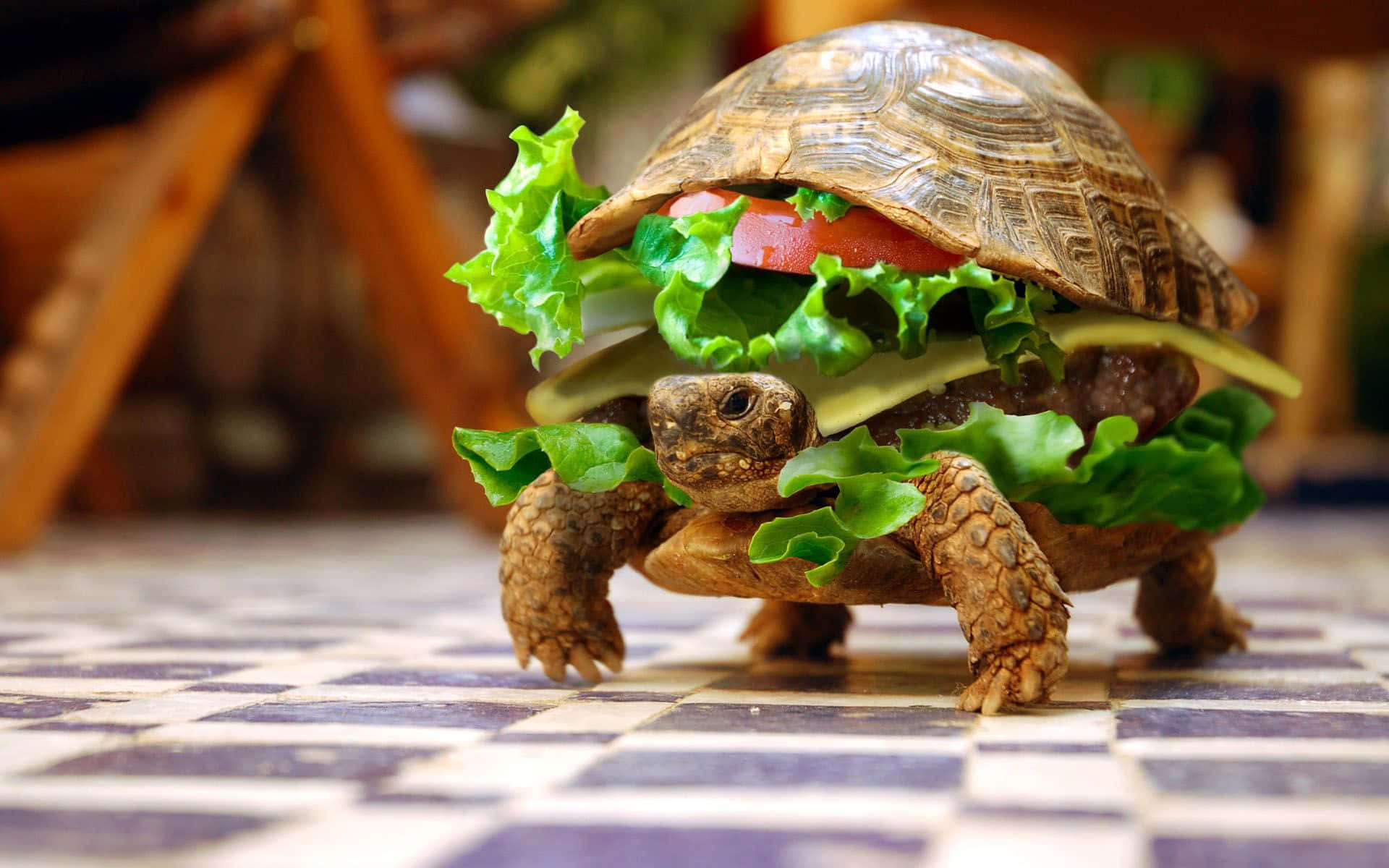 a tortoise is walking around with a burger on its back
