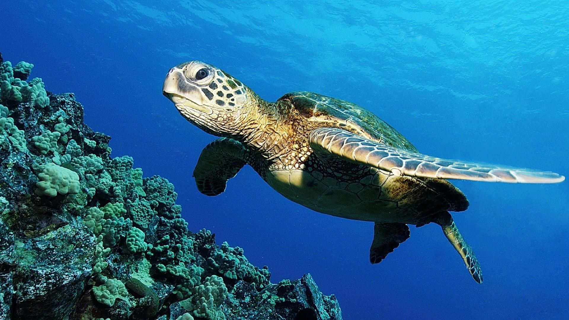 A Green Sea Turtle Swimming Over Coral Reefs