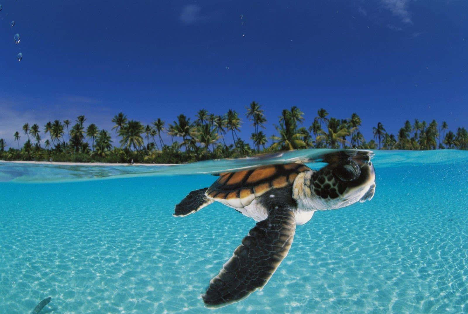 a baby turtle swimming in clear water with palm trees