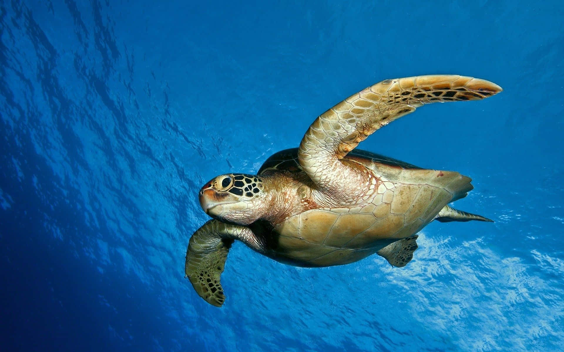 Engrön Havssköldpadda Simmar I Havet
