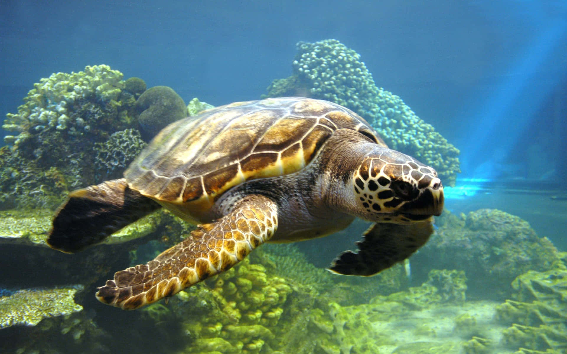 A Majestic Sea Turtle Swimming Through Beautiful Blue Waters