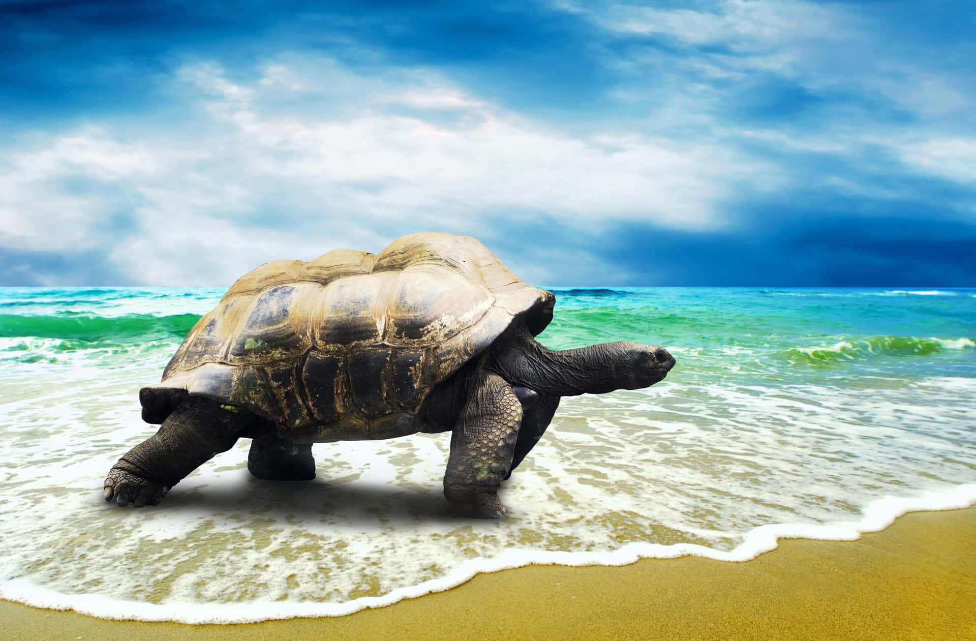 Eineschildkröte, Die Am Strand Entlangläuft.