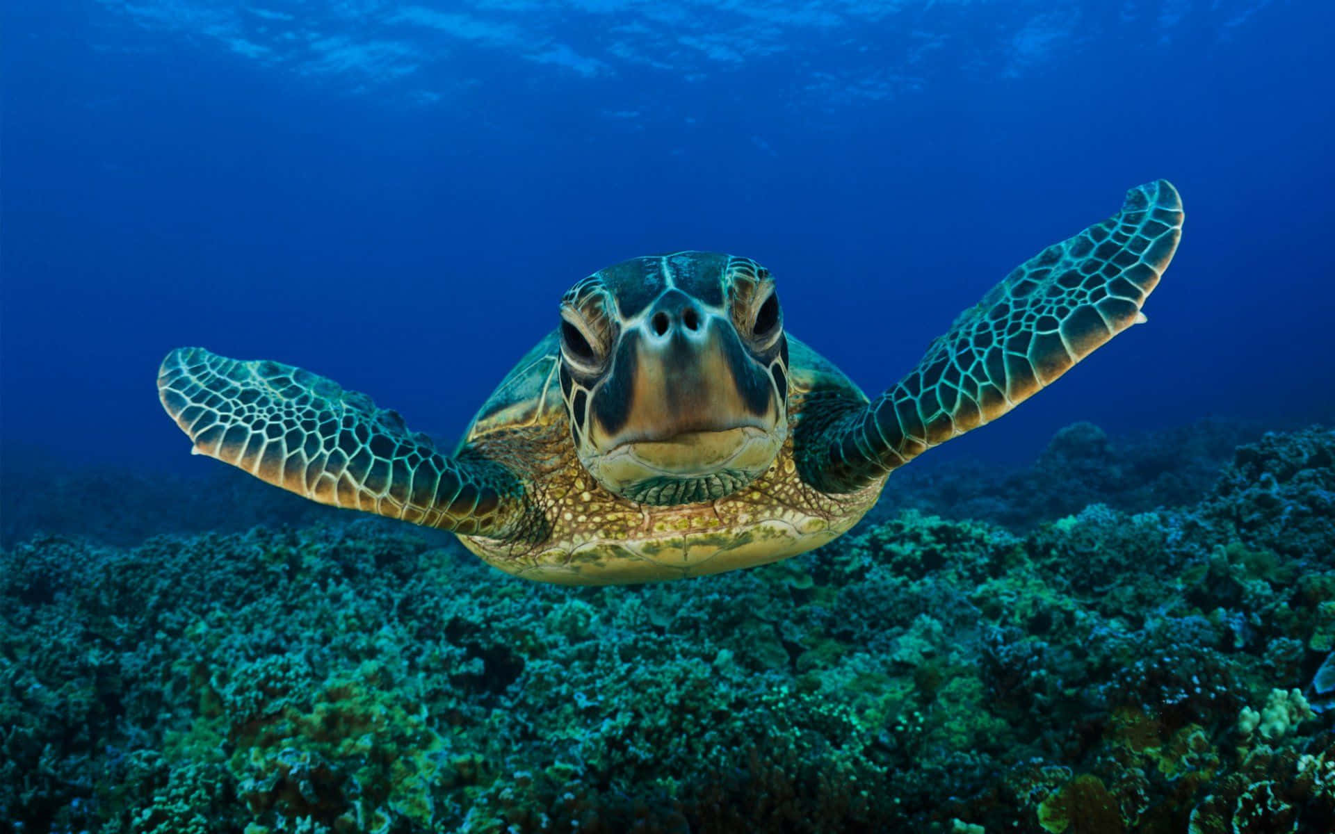 Einegrüne Meeresschildkröte, Die Über Korallen Schwimmt.