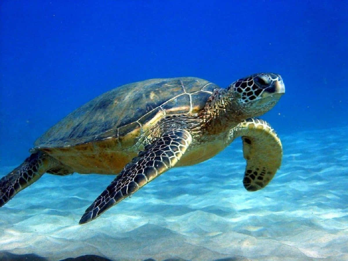 Engrön Havssköldpadda Som Simmar I Havet