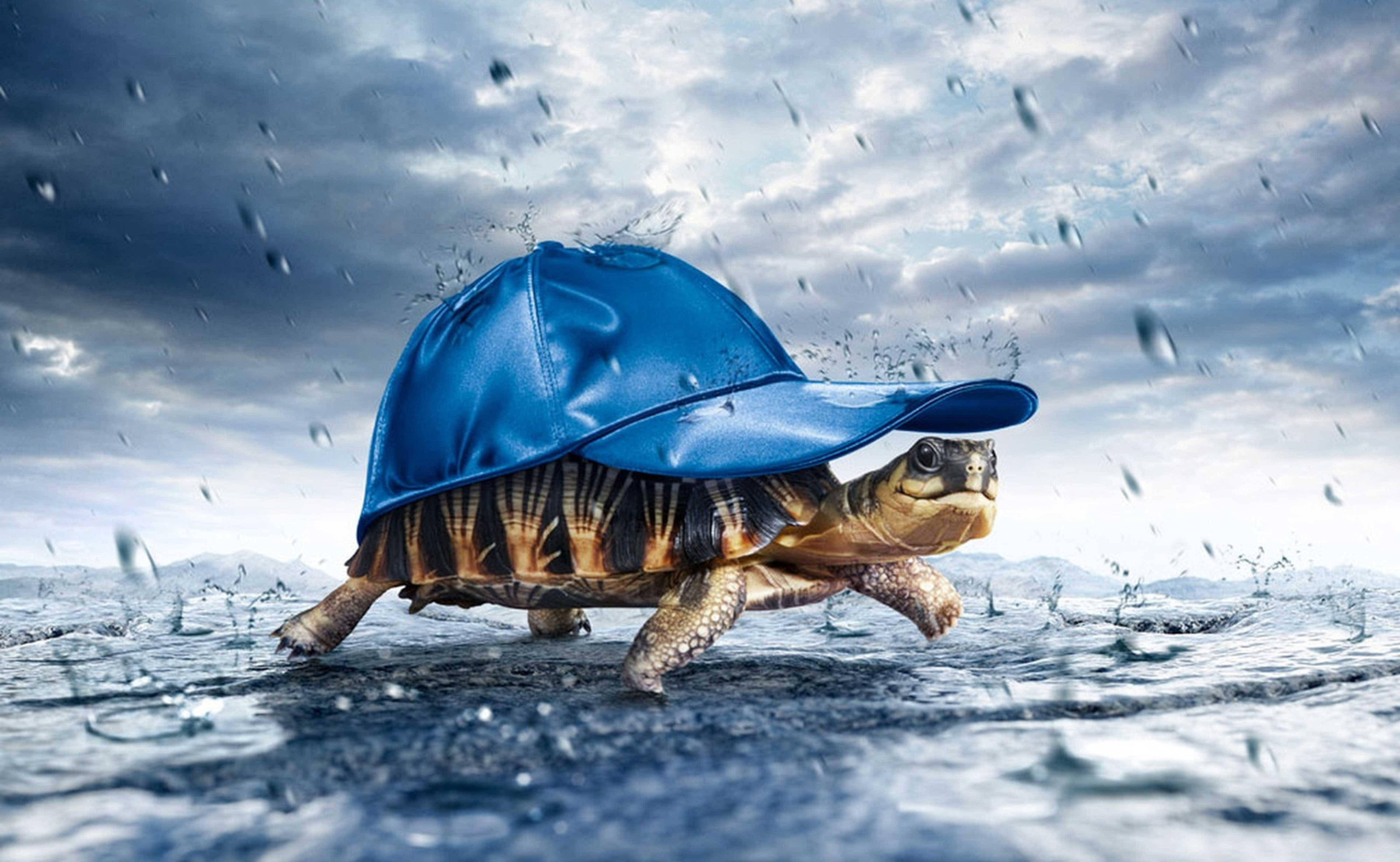 Turtle Carrying Hat All Best Wallpaper