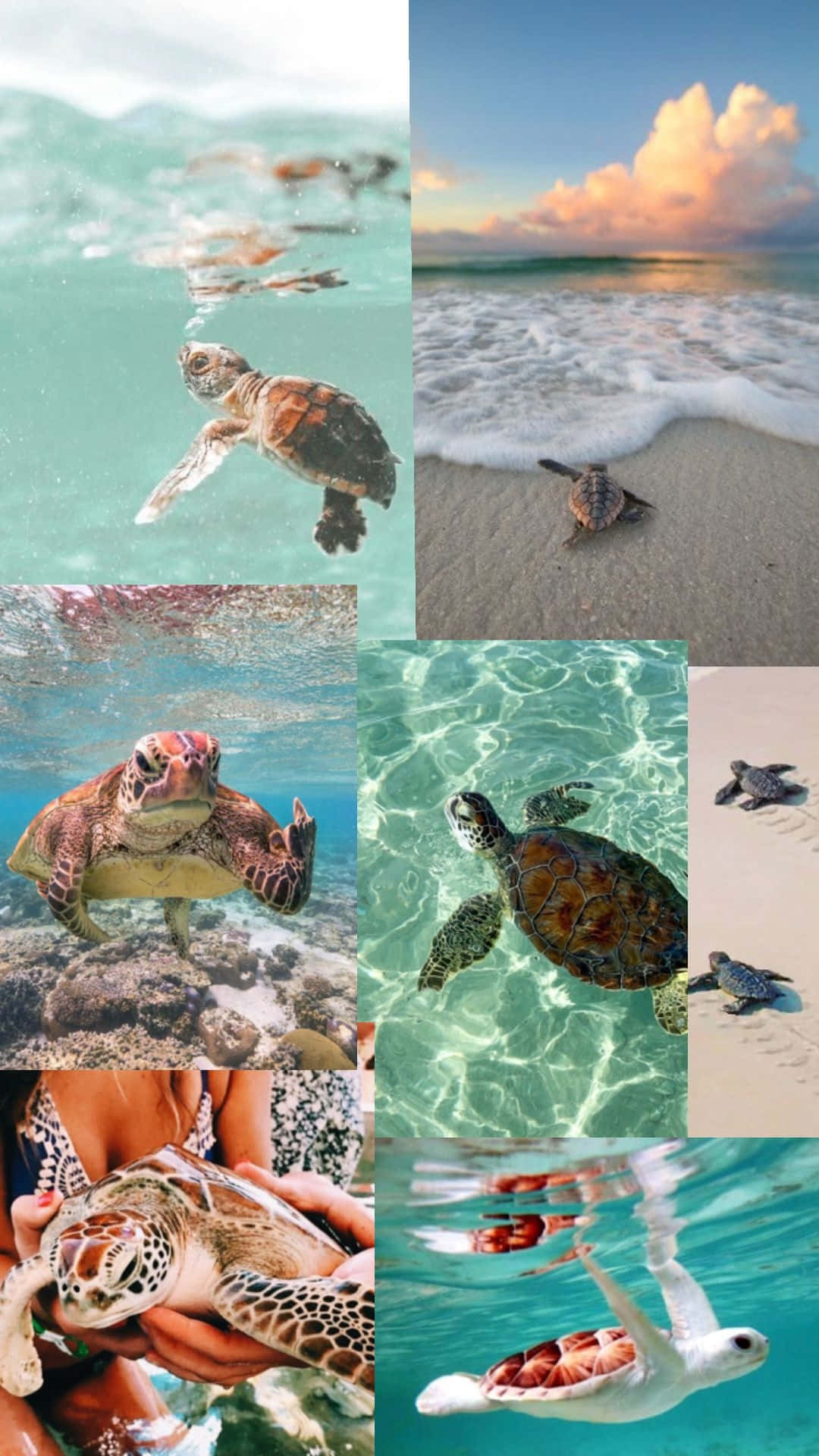 Turtle Collage Aesthetic Beachand Sea Wallpaper