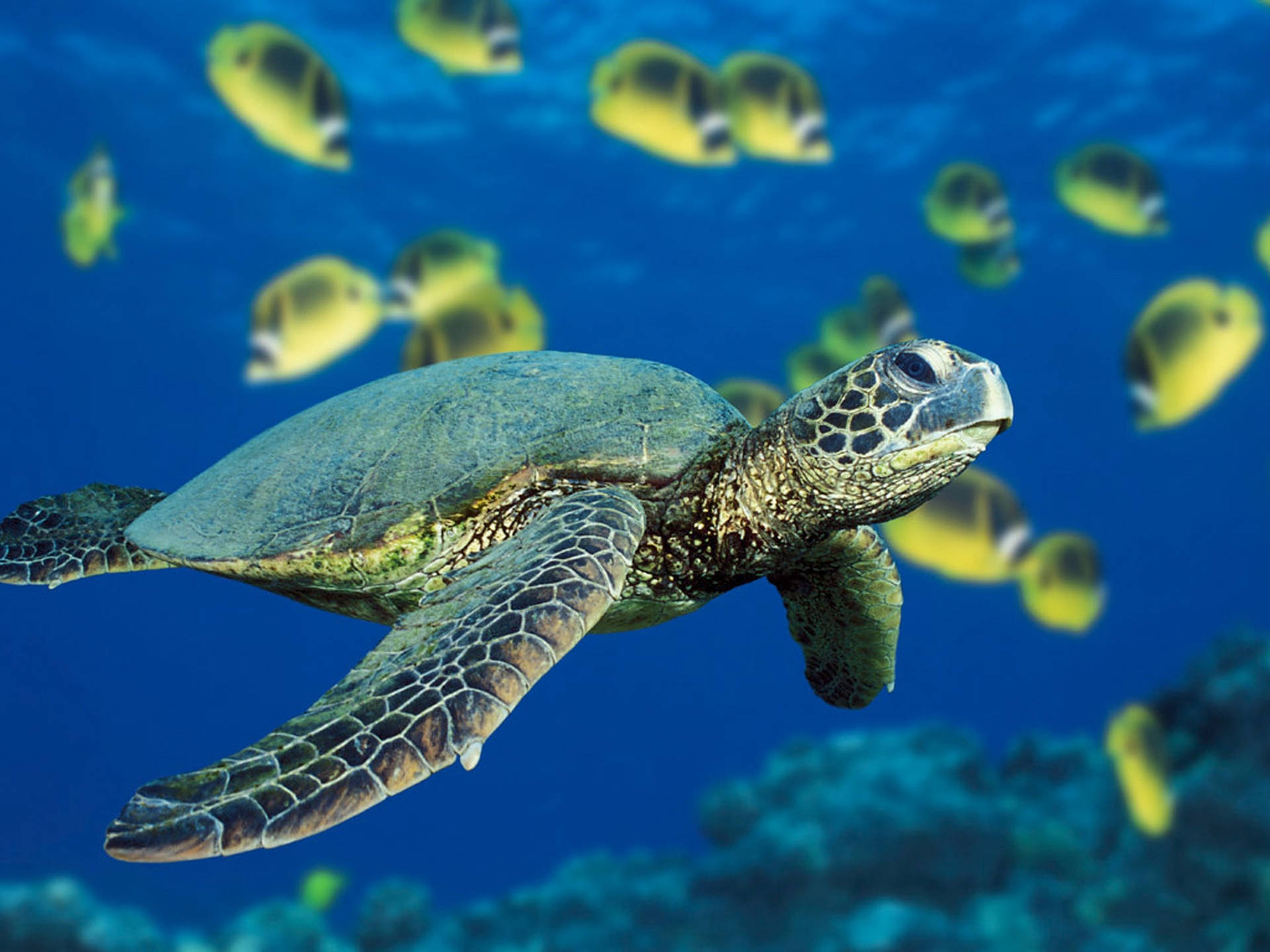Sköldpaddafokuseringsbild Wallpaper