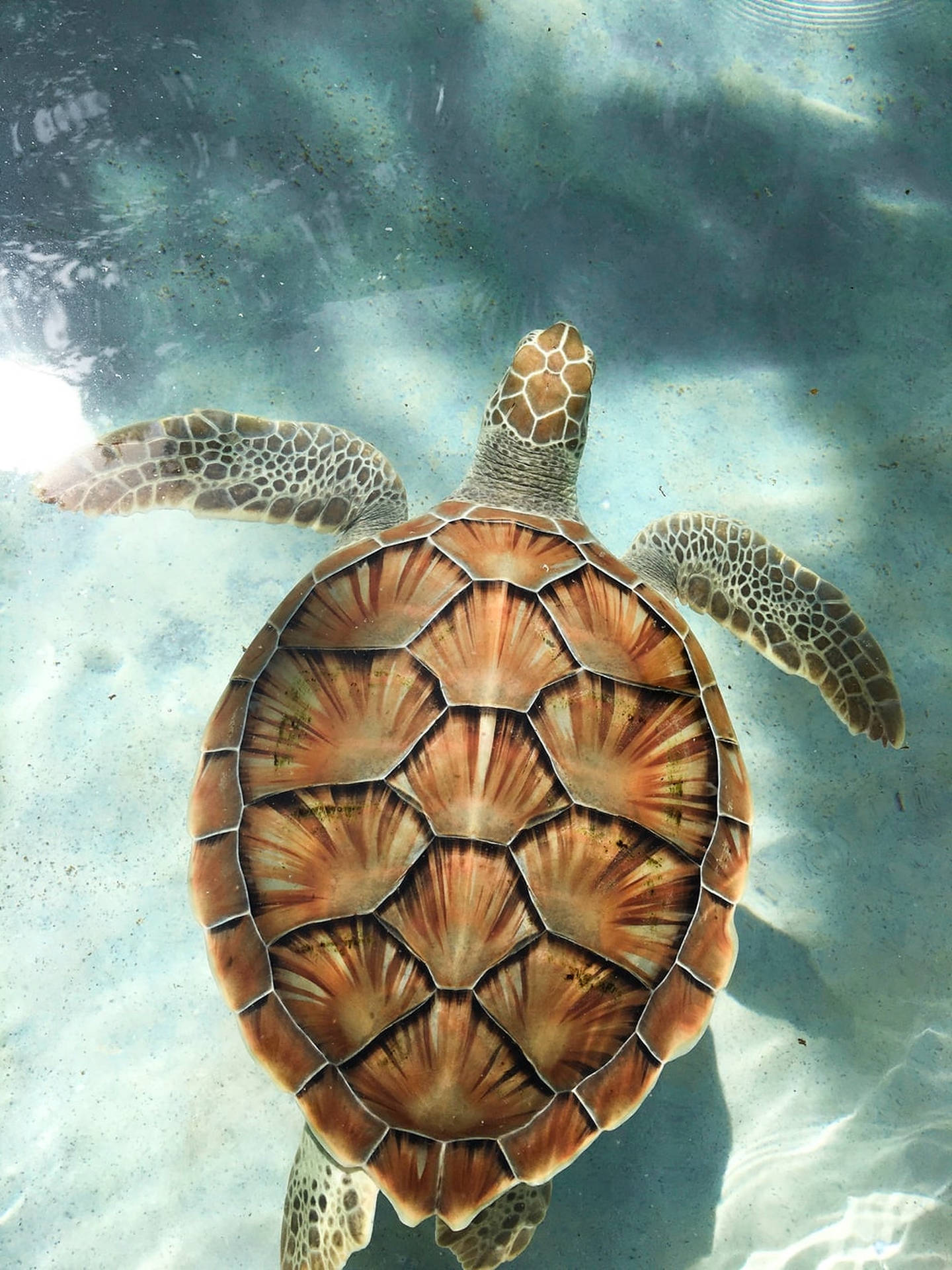 Sköldpaddahögvinkelbild Wallpaper