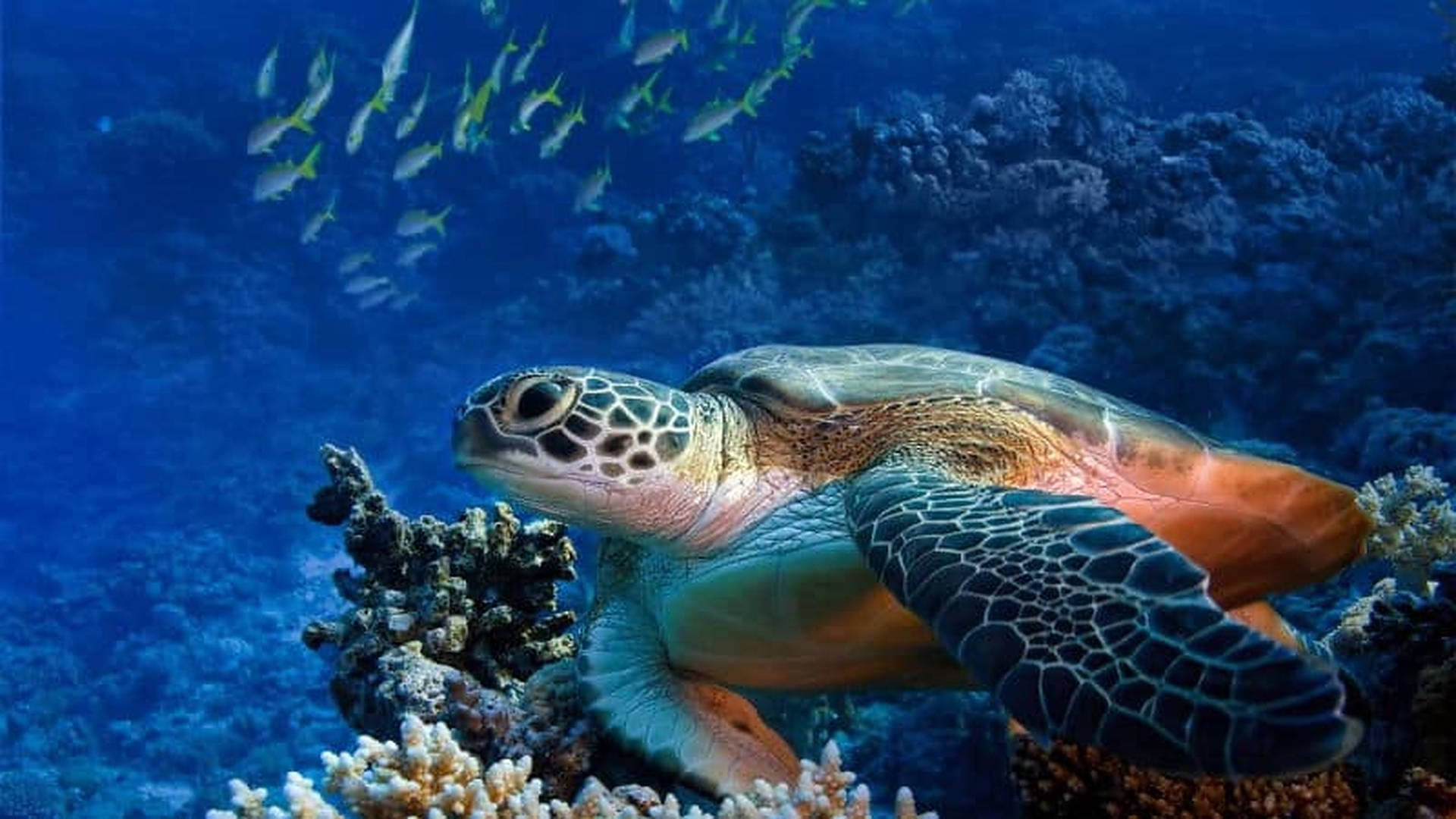 Turtle In A Deep Blue Sea Wallpaper