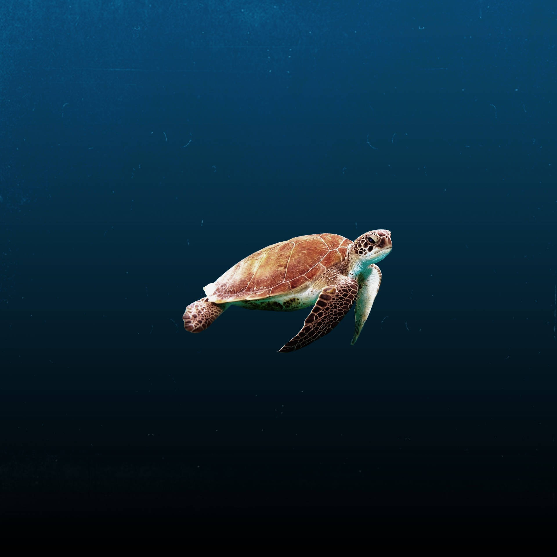 Turtle In The Abyss Wallpaper