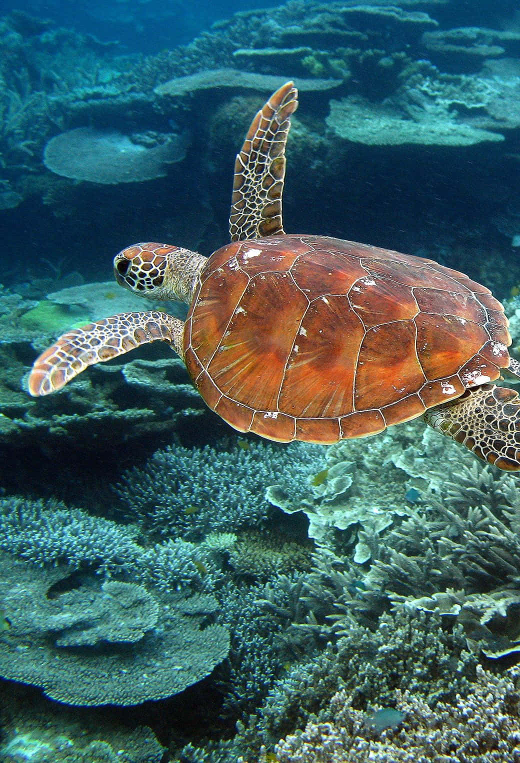Lassedich Von Den Wundern Der Natur Mit Diesem Wunderschönen Hd-schildkrötenhintergrundbild Verzaubern. Wallpaper