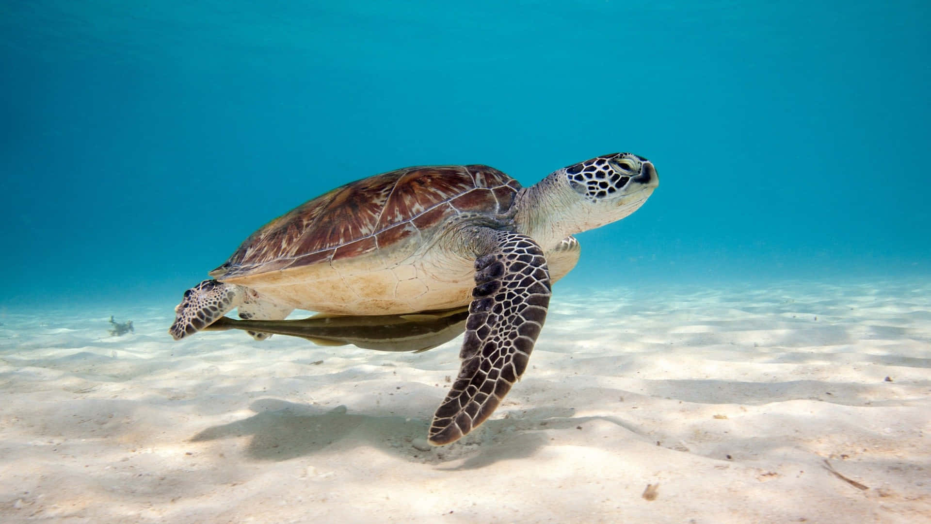 Protect your iPhone with an adorable turtle HD wallpaper Wallpaper
