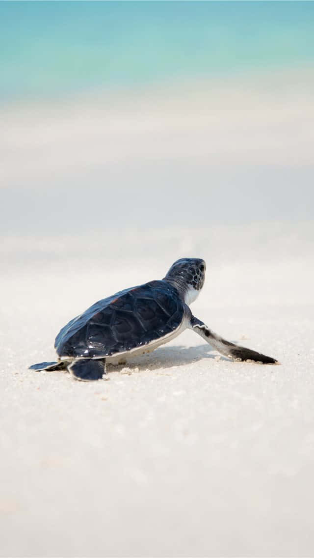 A Baby Turtle Is Walking On The Beach Wallpaper