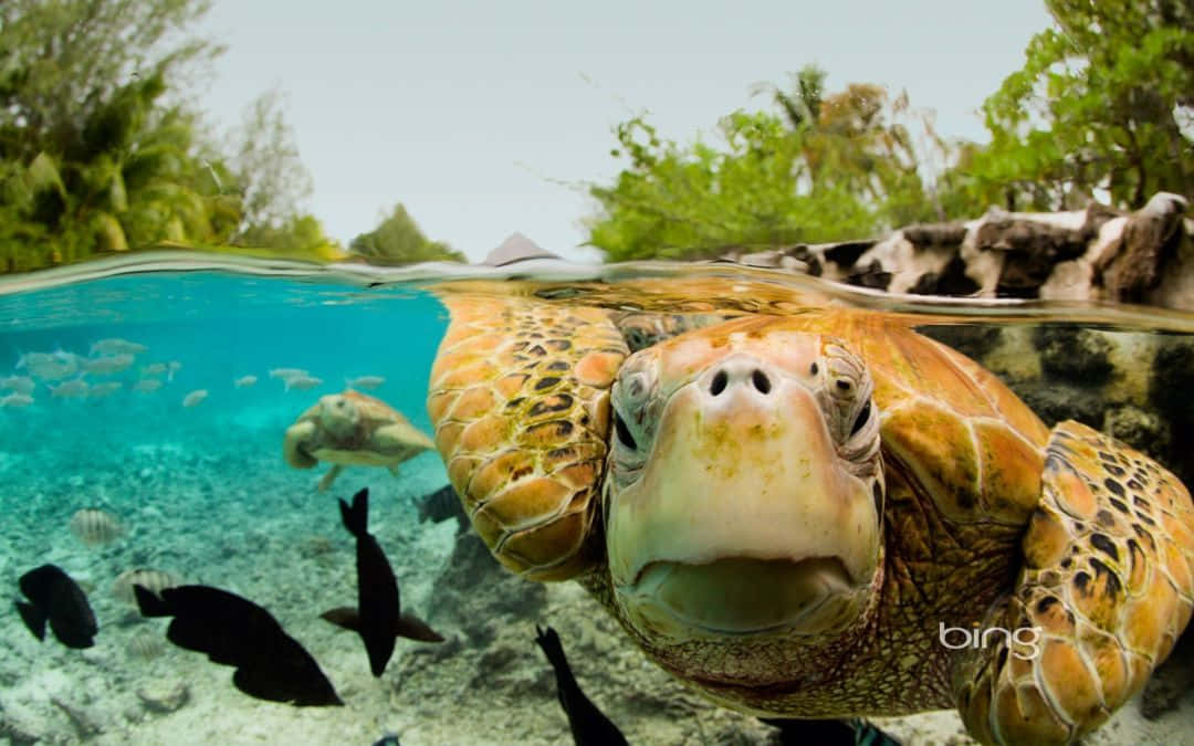A Turtle Swimming In The Ocean With Fish Around It Wallpaper