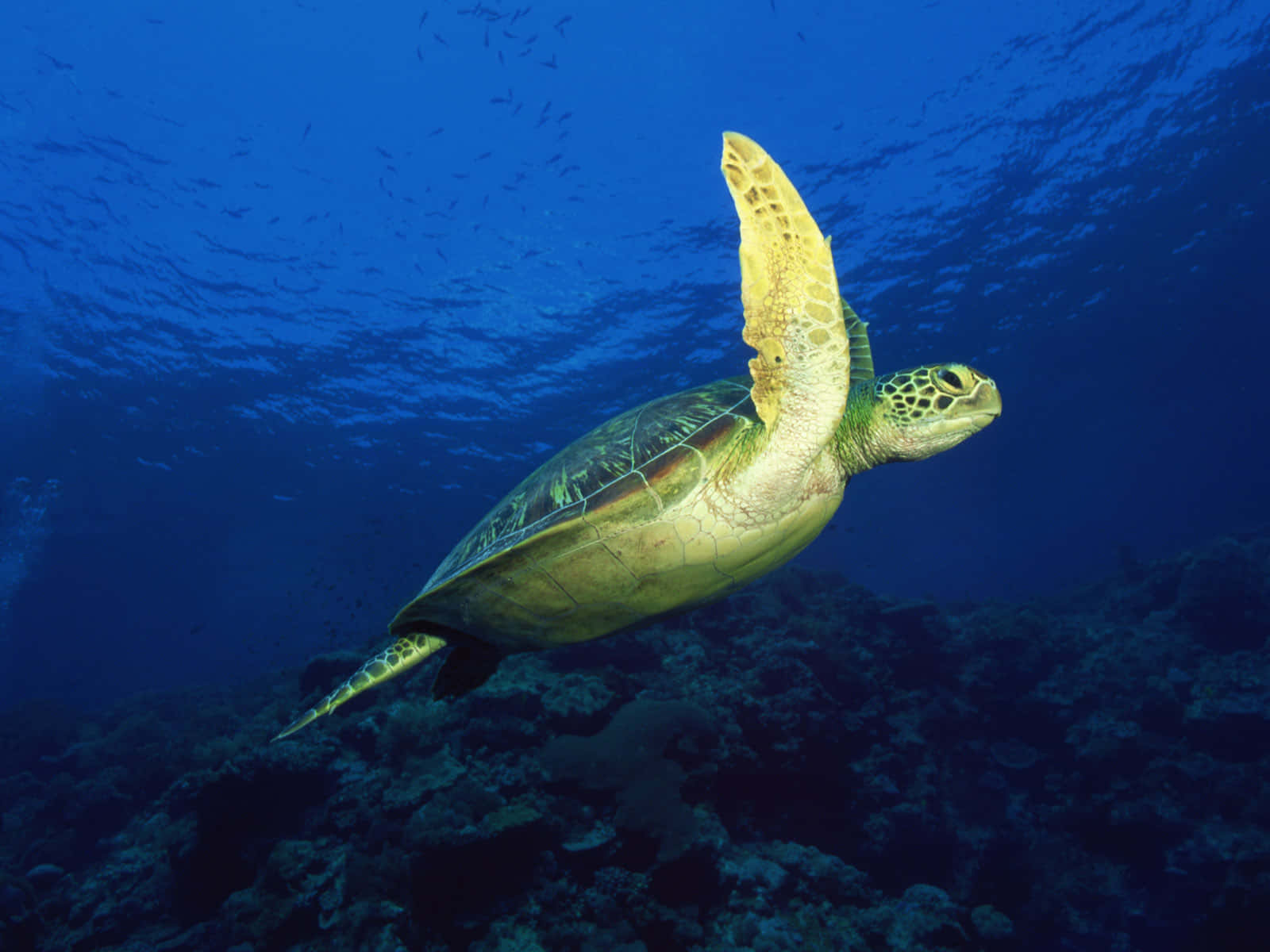 Under the Sea View with a Turtle Wallpaper