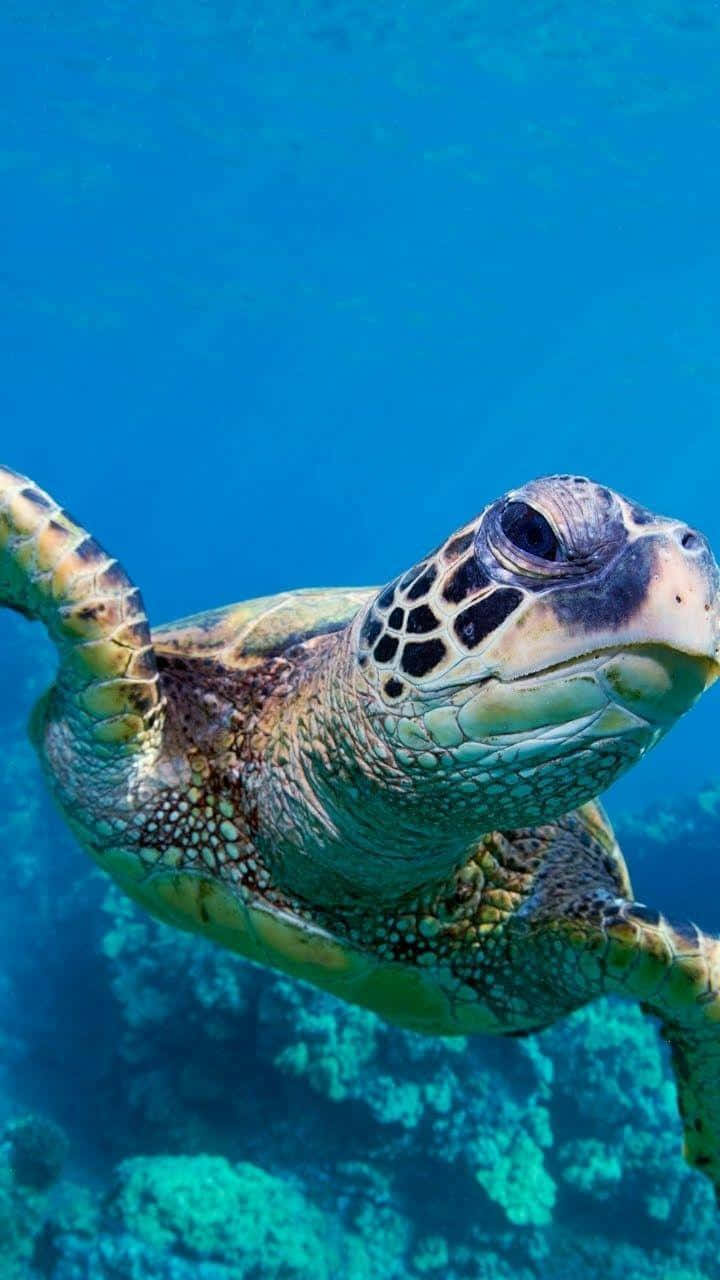 Et tæt-up af en skildpadde der svømmer forbi iPhone der viser HD grafik. Wallpaper