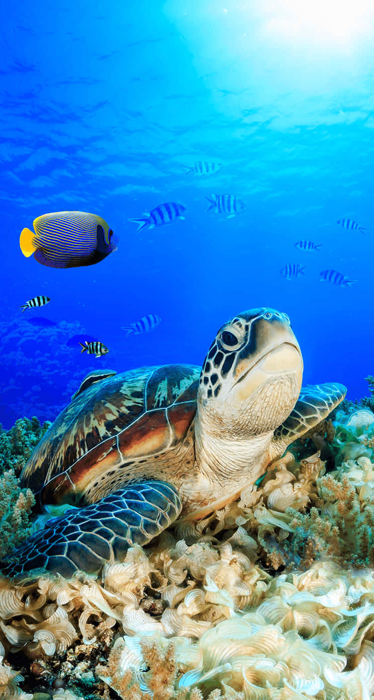 A Turtle Is Swimming In The Ocean Wallpaper