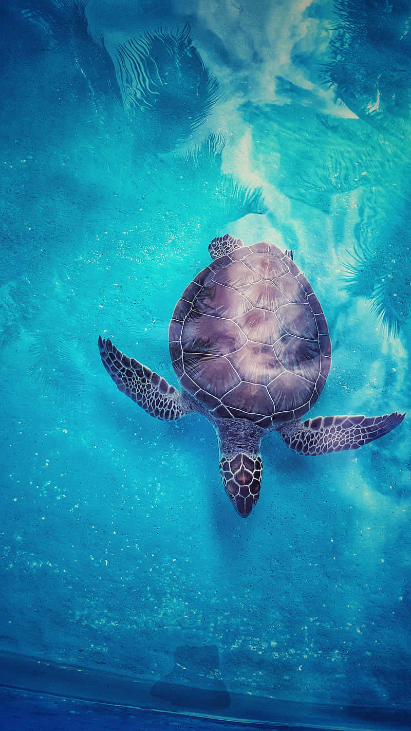 Erkundedie Unterwasserwelt Mit Turtle Iphone Hd. Wallpaper