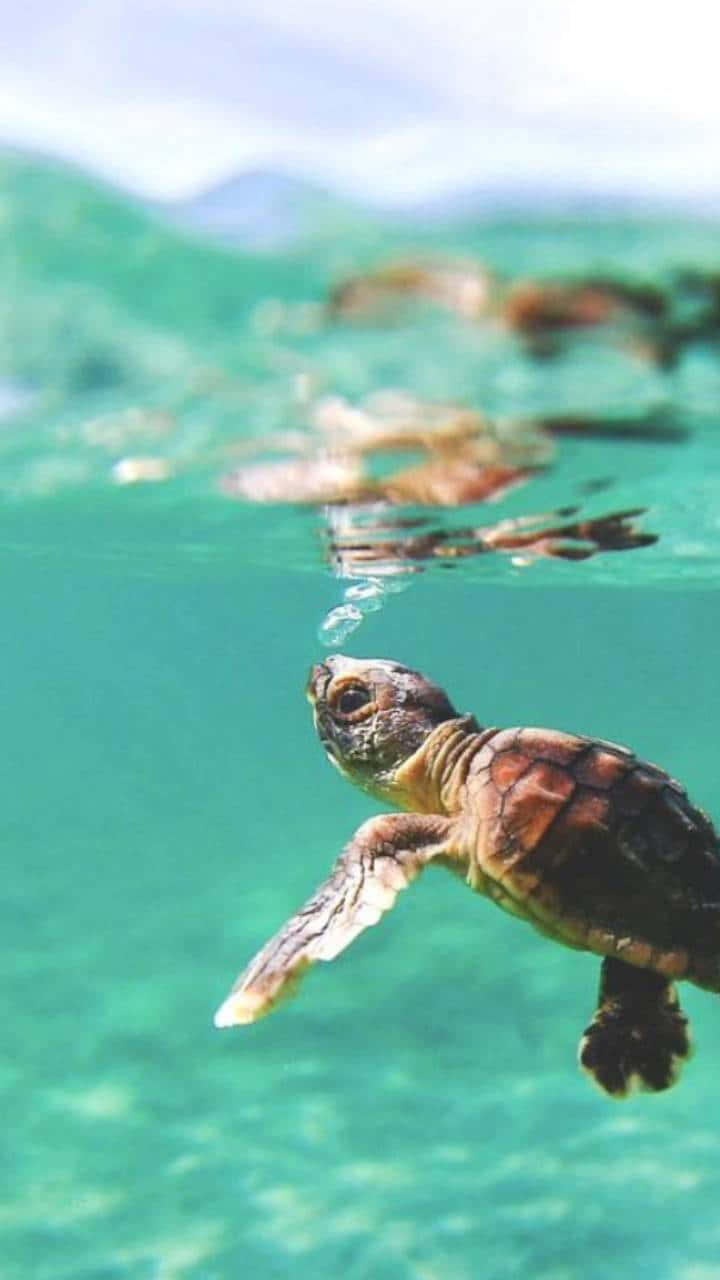 Small Turtle Iphone Hd Wallpaper