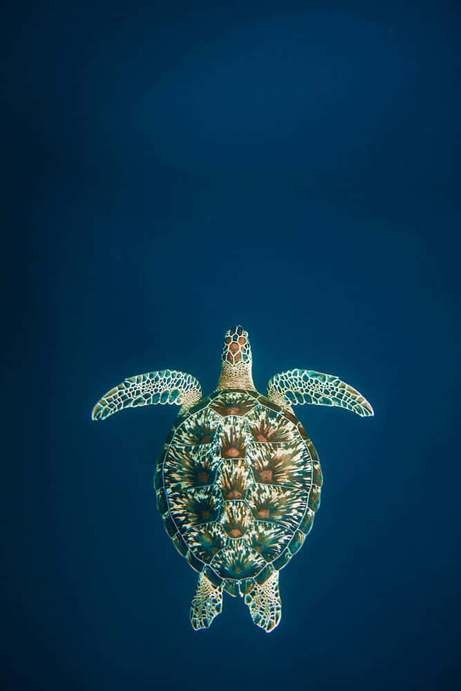 A Green Turtle Swimming In The Ocean Wallpaper