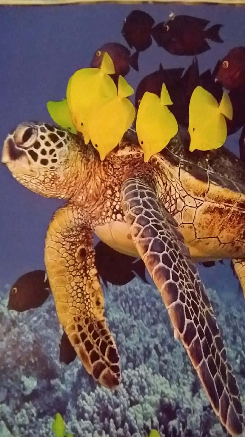 Turtle Yellow Fish Iphone Hd Wallpaper
