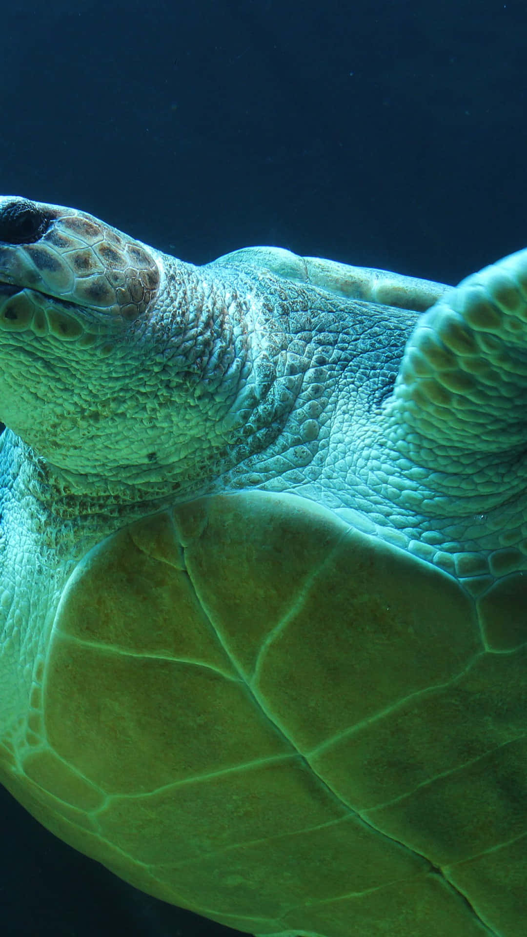 Eineschildkröte, Die Im Wasser Schwimmt Wallpaper
