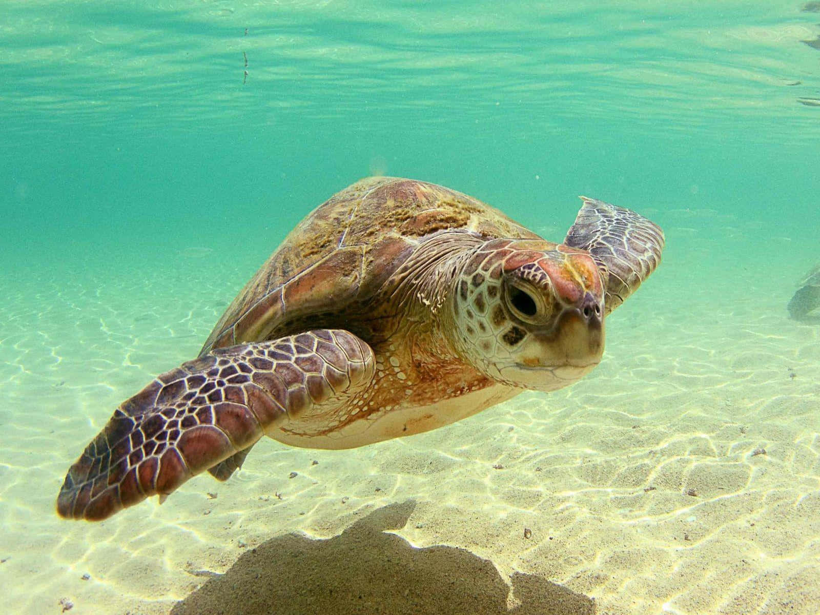 A Turtle Swimming In The Ocean Wallpaper