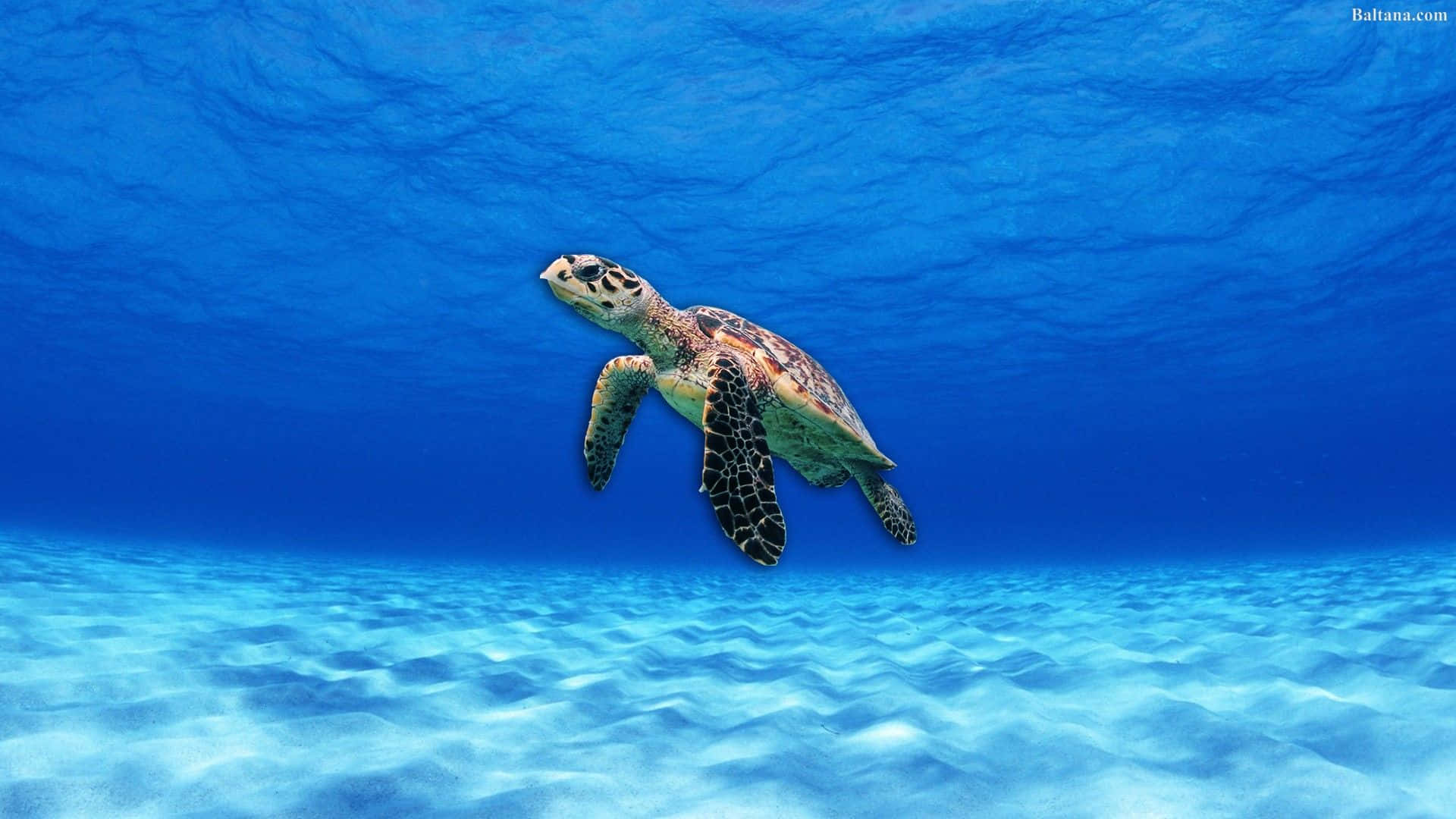 Turtle Blue Sea Iphone Hd Wallpaper