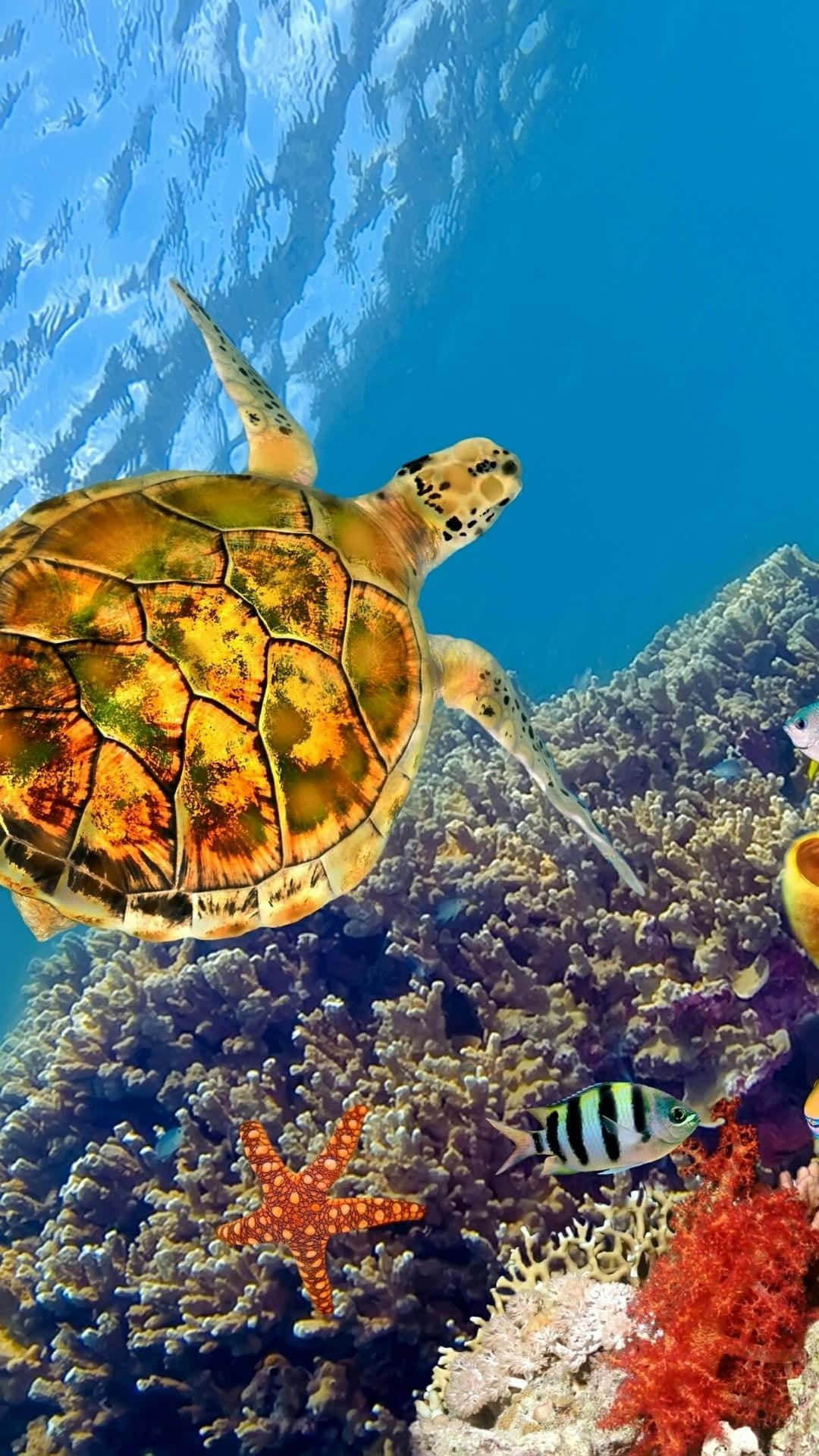 A Turtle Swimming In The Ocean With Fish And Coral Wallpaper