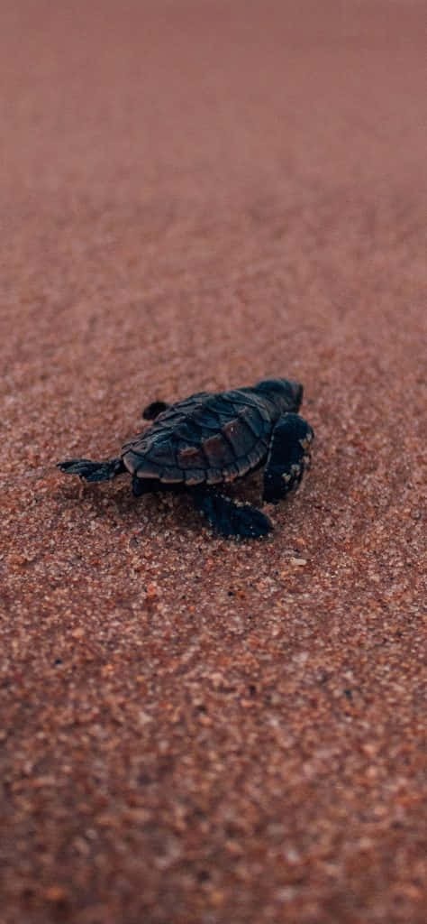 Et baby skildpadde går på stranden Wallpaper