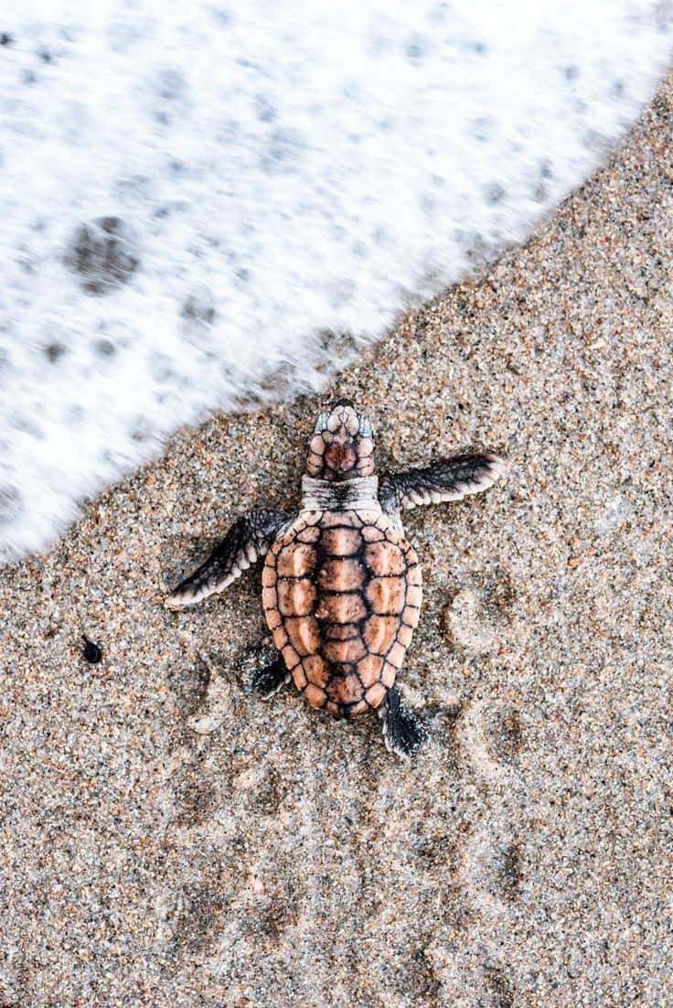 Turtle On Sand Iphone Hd Wallpaper