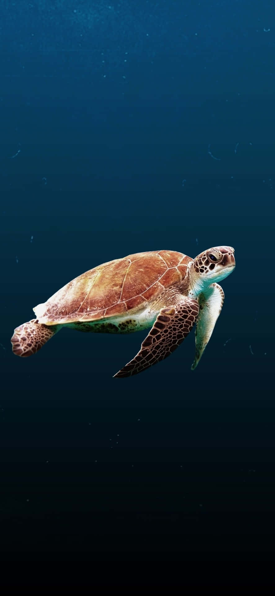 Enjoy The Natural Wonders of the World from the Comfort of Home with Turtle iPhone HD Wallpaper