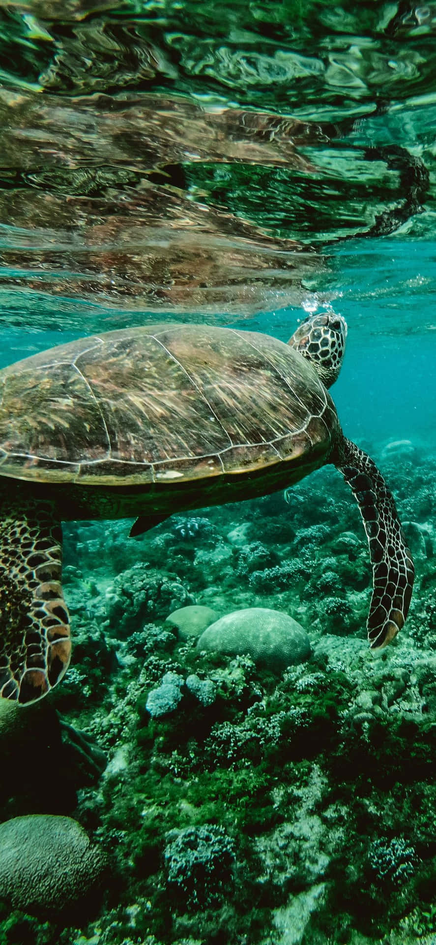 En skildpadde svømmer i havet ved fjeldene Wallpaper