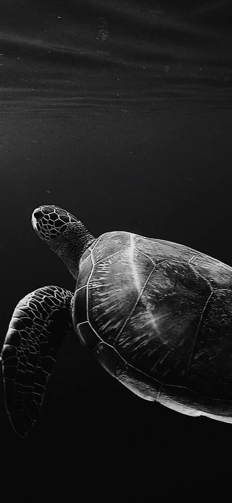 A Turtle Swimming In The Ocean In Black And White Wallpaper